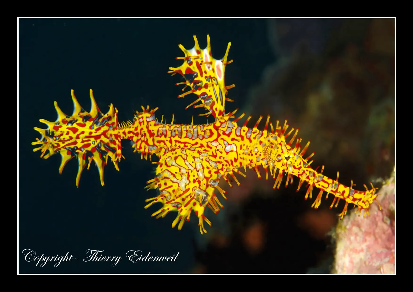 Anilao Macro Dive Media Highlight